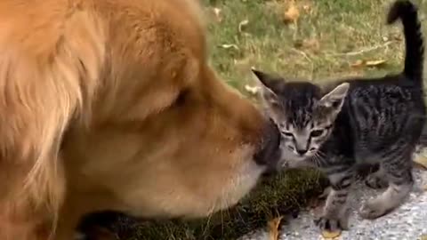 Golden Retriever Excited About The New Kitten