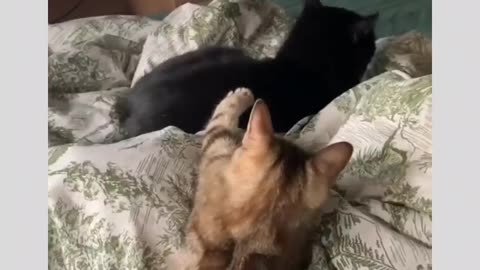 Cats being Cats 🐈 😻 🐈‍⬛️