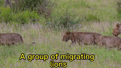 Migratory lions