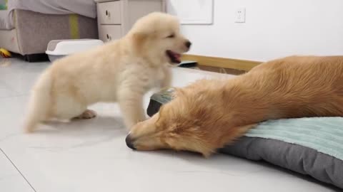 Golden Retriever Startled By Pups Taking His Bed 23