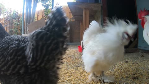 Backyard Chickens Relaxing Video Sound Noises Hens Clucking Roosters Crowing!