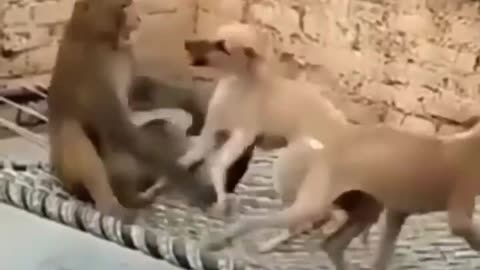 Fanny monkey 🐒 dogs 🐕 🐕 Fight 😆 😂