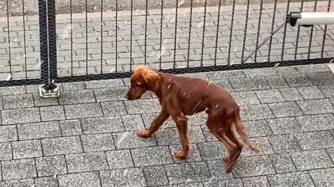 Puppy's First Time Seeing Snow