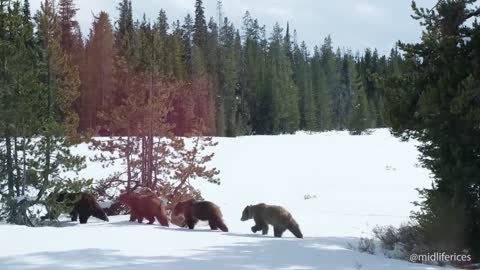 Here she is! First Sighting of Grizzly Bear 399 and Her 4 Cubs Emerging From Hibernation
