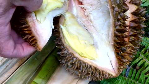 When is a Durian Ripe? I'll show you!