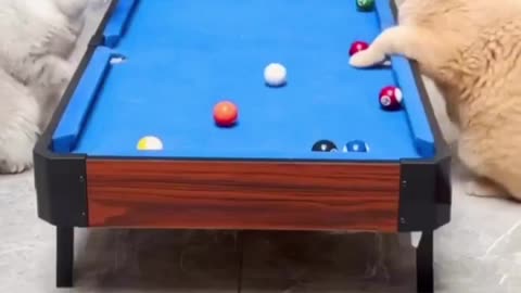 Funny Cats Playing Snooker