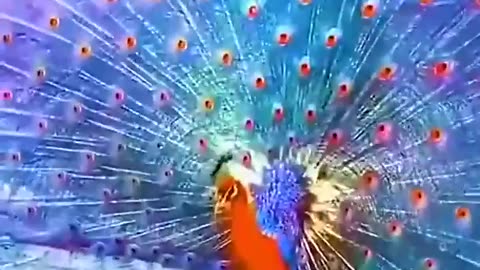 The beautiful peacock opens the screen!