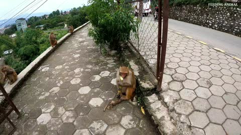 monkey love sugarcane || A kind man feeding sugarcane to the wild monkey || feeding wild monkey