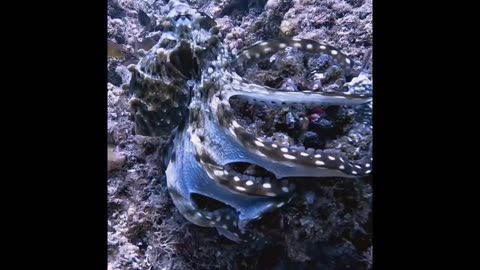 Octopus hugging his favorite rock
