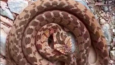 Russell's Viper Snake at Bangladesh