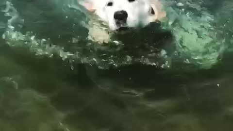 Cute Puppy Swims for First Time Ever!