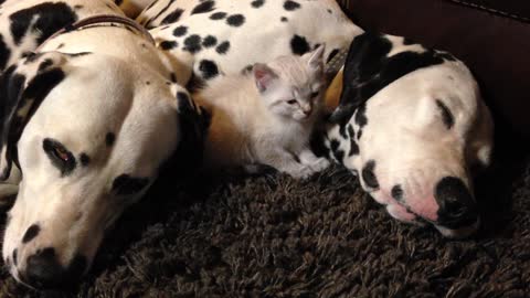 Kitten falls asleep between pair of Dalmatians