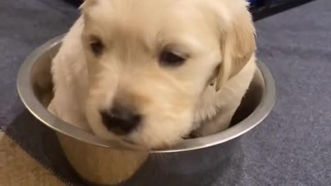 Someone doesn’t want to leave her bowl