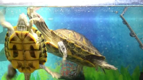 Animal world # Cute Mr. Turtle # Study animal behavior #