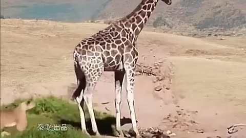 Giraffe