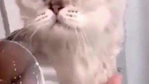 Cute Darling Cat Getting a Bath #shorts