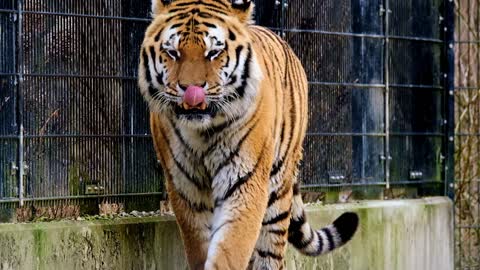 A Beautiful Tiger Walking Inside a Cage in Slow Motion