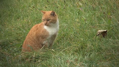 What happens if cut cat's whiskers