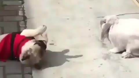 Dog and rabbit fight