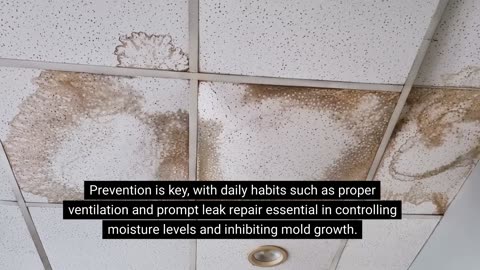 How to Get Rid of Mold?