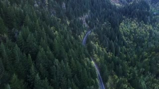 An aerial view of the coniferous trees