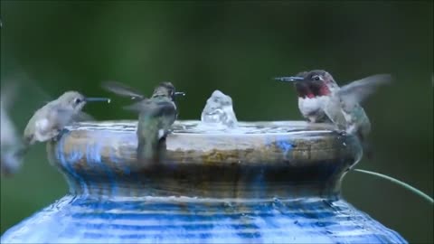 Jewelled Messengers; the amazing world