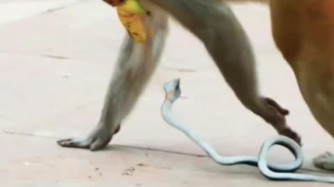 Funny monkey moments 🤣😂