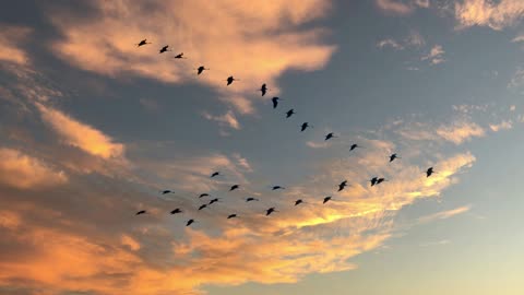 Relaxing ASMR Morning with the Sounds of Birdlife