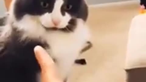 Fighting cat