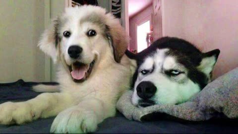 Funny Dogs