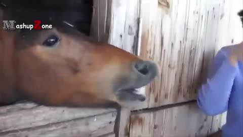 Funny Horse Video - try not to laugh