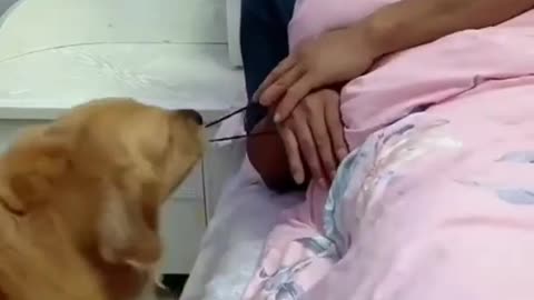 Funny Dog VIdeo