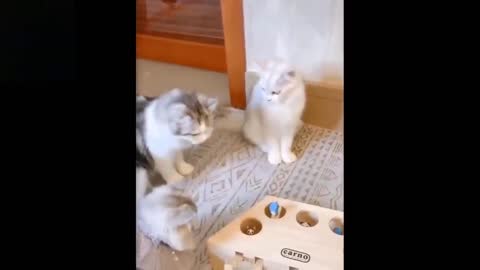 Cute And Funny Pets Try Not To Laugh To These Pets Compilation