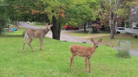 Friendly fawn and buck