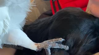 Introducing my parrot to my puppy