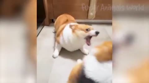"Hilarious Cat vs. Dog Dance-Off: Who's Got the Moves?"