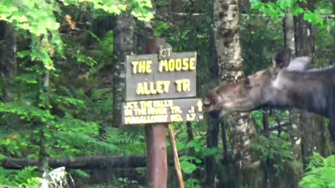 Moose Alley Trail