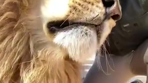 good lion ,lovely lion 😊animals funny video #short