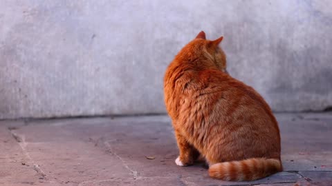 An orange cat with its back to you