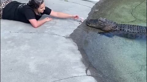 Carefully feeding the crocodile food