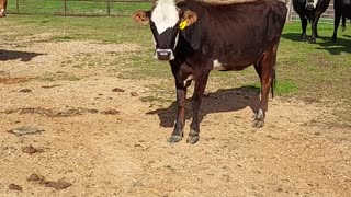 How to Ween Baby Cows #farmlife