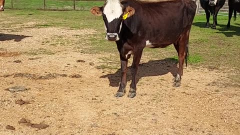 How to Ween Baby Cows #farmlife