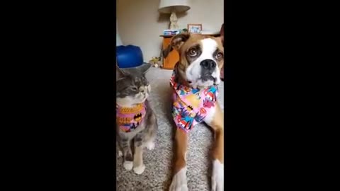 VIRAL VIDEO - FUNNY ANIMALS 2023 COMPILATION🐶🐱