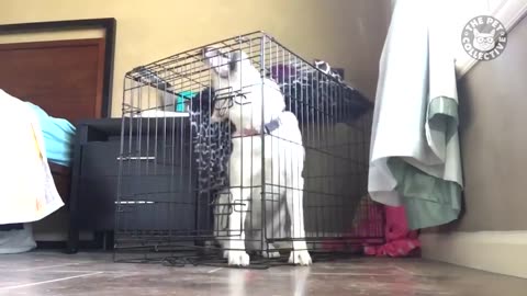 Escape Artists | Funny Pet Video Compilation | The Pet Collective