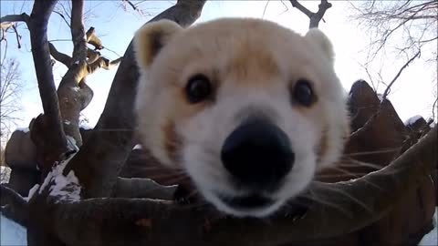 WOW - Cute Red Panda Gives Kisses To Camera (Must Watch)