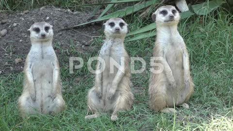 Funny Cute Meerkat Animals Looking Around And At Camera