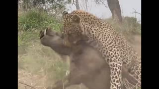 Leopard Ambushes Warthog!