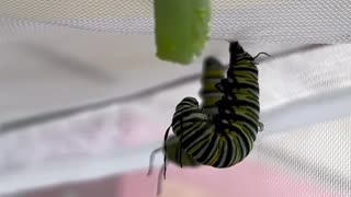 Monarch Butterfly Caterpillar Forming its Chrysalis 2023