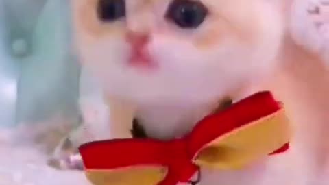 Sweet funny cat video