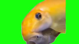 Kissing Fish | Green Screen